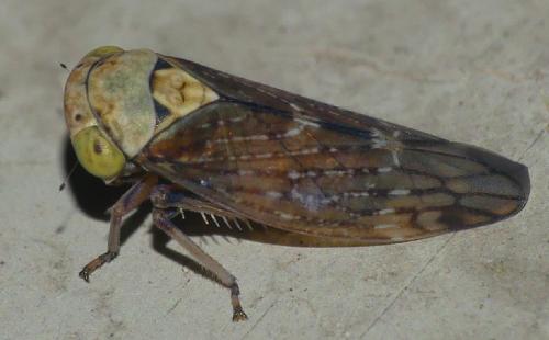 Acericerus ribauti